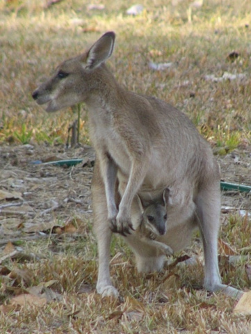 Wallaby Joey